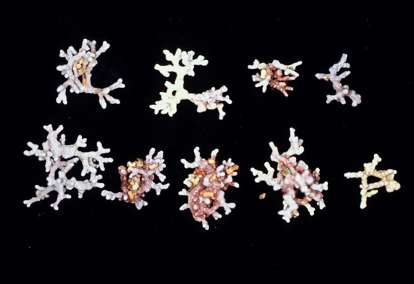 Phymatolithon calcareum