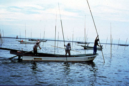Placing poles for nori cultivation in Japan