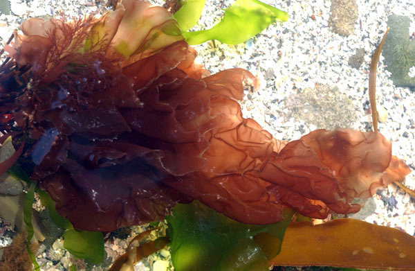 Porphyra leucosticta in Ireland