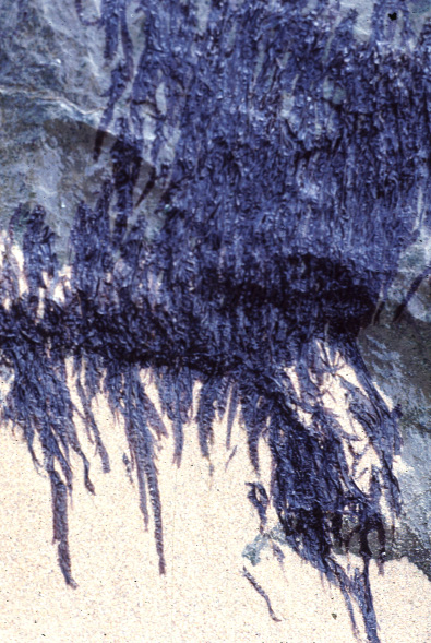 Porphyra linearis