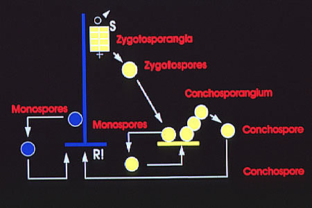 Life History of Porphyra © M.D. Guiry