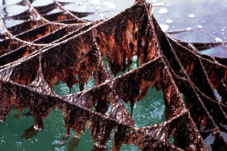 Nori nets in Japan