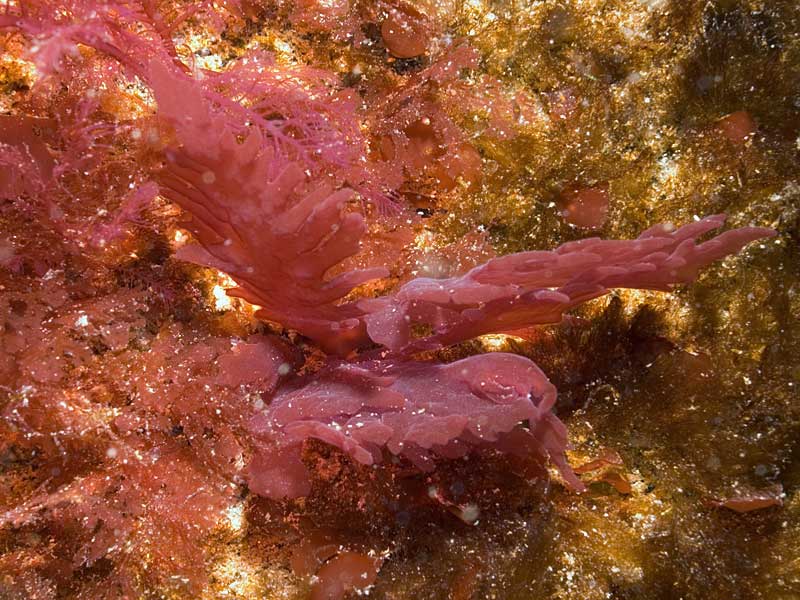 Schmitzia hiscockiana