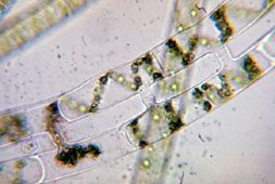 Spirogyra
