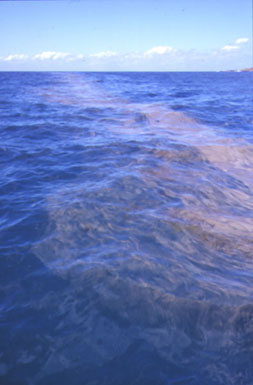 Red Tide in Indian Ocean