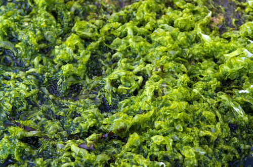 Ulva compressa