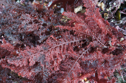 Callophyllis laciniata