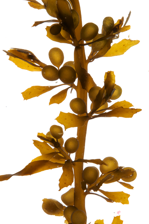 Sargassum muticum © M.D. Guiry