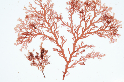 Plocamium cartilagineum