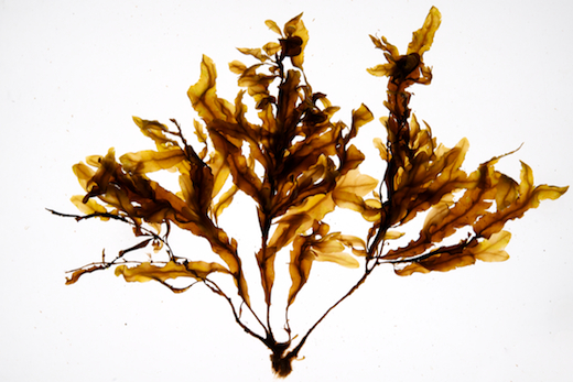 Dictyopteris polypodioides © M.D. Guiry