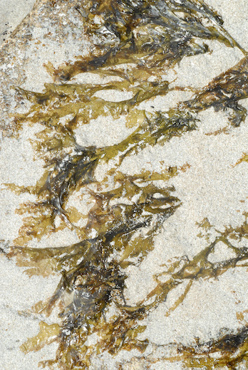 Callophyllis laciniata