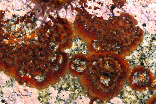 Schmitzia hiscockiana