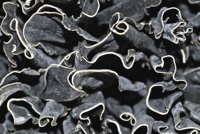 Dried kelp from Japan