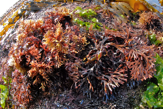 Chondrus crispus
