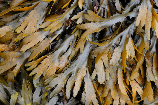 Fucus serratus