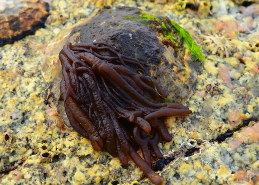 Lomentaria orcadensis