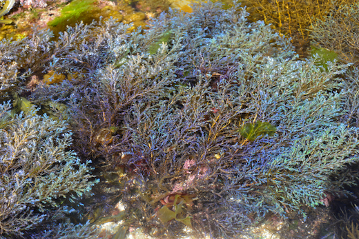 Cystoseira nodicaulis © M.D. Guiry