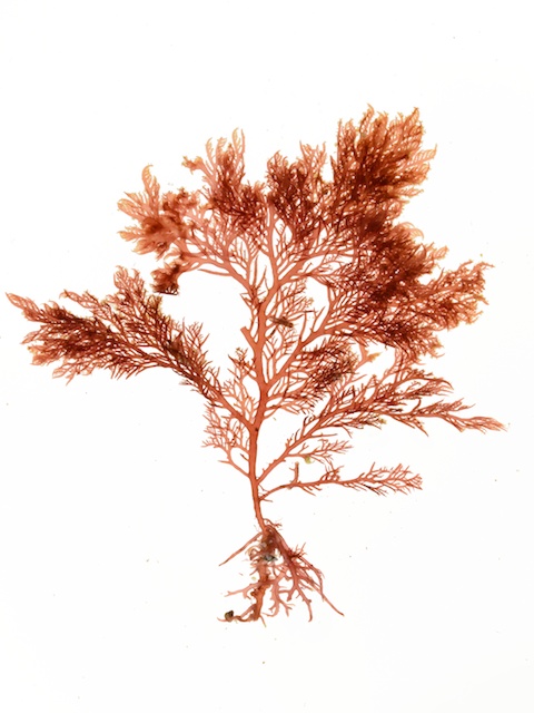 Lomentaria clavellosa