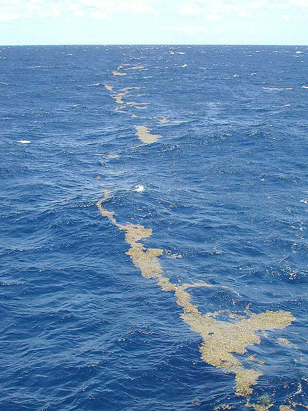 Sargassum in Sargasso Sea